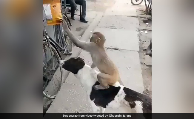 नमकीन का पैकेट चुराने के लिए बंदर मामा ने कुत्ते को बनाया अपना दोस्त, फिर जो हुआ...