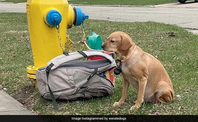 US Dog, Tied to Fire Hydrant With Heartbreaking Note, Gets New Home