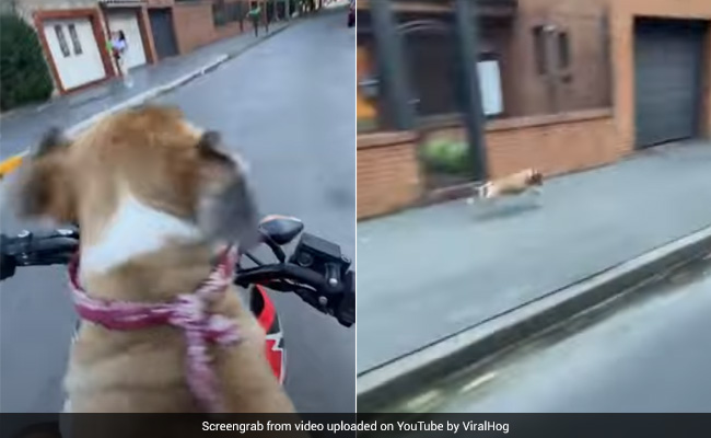 "Ridiculously Fast": Internet Reacts To Dog Jumping Off Owner's Bike And Sprinting Ahead
