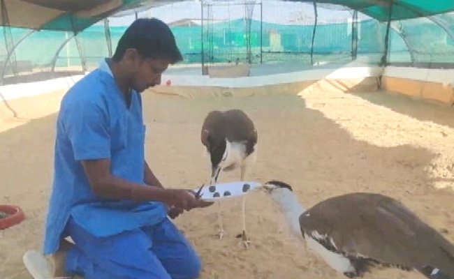 Supreme Court Urges Centre To Plan Saving Endangered 'Great Indian Bustard'