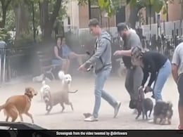 Watch: न्यूयॉर्क के एक पार्क में डॉग्स से घिरा चूहा, 45 लाख बार देखा जा चुका है  Video Watch: न्यूयॉर्क के एक पार्क में डॉग्स से घिरा चूहा, 45 लाख बार देखा जा चुका है  Video