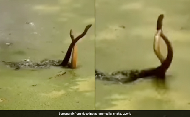पानी में रोमांस करता दिखा नाग-नागिन का जोड़ा, फन उठाए एक-दूसरे से लिपटे दिखे सांप, VIDEO देख खड़े हो जाएंगे रोंगटे