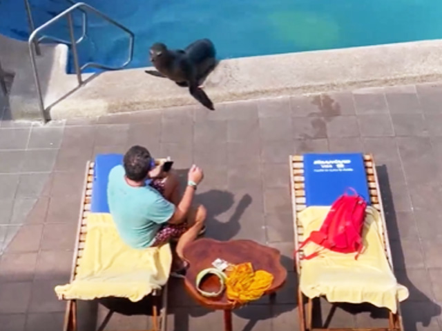Sea Lion Comes On Land, Swims In Pool And Steals Man's Chair