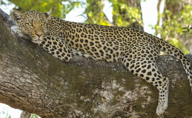 Offbeat Destination In Goa: Visit Cotigao Wildlife Sanctuary