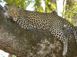 Offbeat Destination In Goa: Visit Cotigao Wildlife Sanctuary Offbeat Destination In Goa: Visit Cotigao Wildlife Sanctuary
