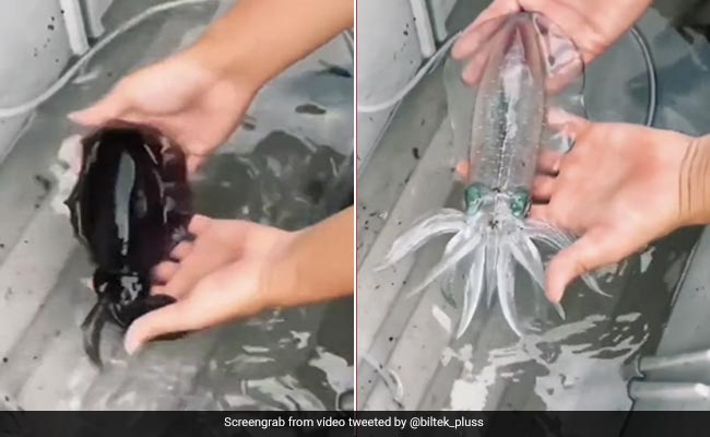 पानी से बाहर निकालते ही ट्रांसपेरेंट हो जाती है यह दुर्लभ मछली, VIDEO देख आंखों पर भरोसा नहीं कर पा रहे लोग