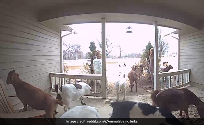Viral Video: Herd Of Goats "Ding Dong Ditch" Neighbour In US