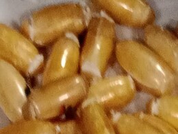 28 करोड़ की कोकीन निगलकर युंगाडा से दिल्ली पहुंची 2 महिलाएं, दोनों के पेट में थे 161 कैप्सूल, X-ray से हुआ खुलासा 28 करोड़ की कोकीन निगलकर युंगाडा से दिल्ली पहुंची 2 महिलाएं, दोनों के पेट में थे 161 कैप्सूल, X-ray से हुआ खुलासा