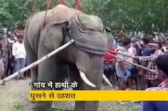 पश्चिम बंगाल के गांव में घुसा हाथी, मची अफरातफरी पश्चिम बंगाल के गांव में घुसा हाथी, मची अफरातफरी