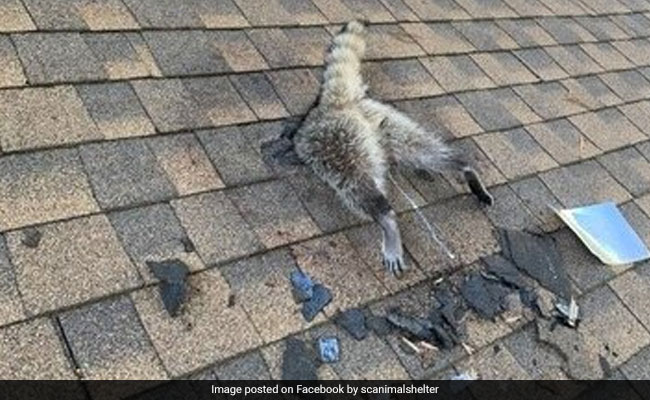 Raccoon Stuck Headfirst After Chewing Through Roof Caught In Photo