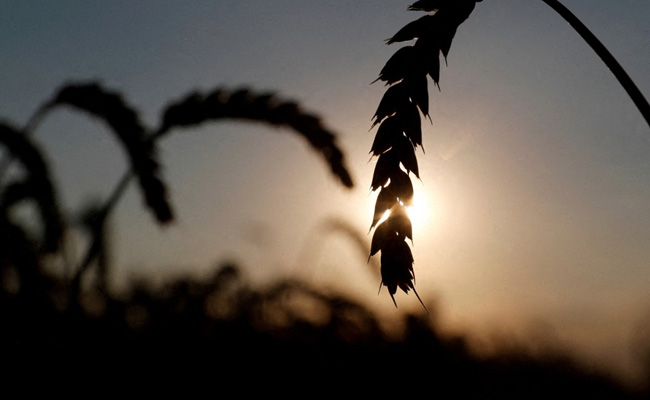 Ukraine's Embattled Farmers Face Fuel Crisis Ahead Harvest Season