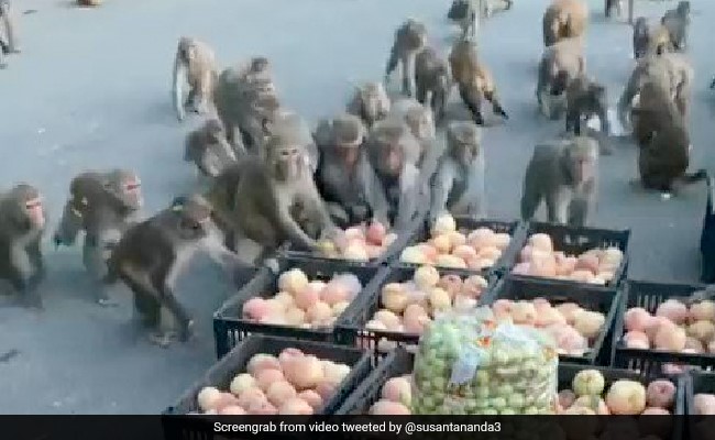 सड़क पर रखे फल लूट-लूट कर खाने लगे बंदर, वीडियो देख आपको आ जाएगी हंसी