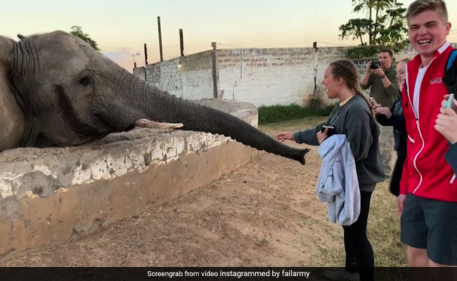 लड़की मोबाइल से खींच रही थी फोटो, गुस्सा गया हाथी, किया जबरदस्त हमला और फिर जो हुआ... - देखें Video
