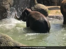 हथिनी ने कूद-कूद कर लिया स्विमिंग पूल जैसा मजा, दिल खुश कर देगा यह क्यूट VIDEO हथिनी ने कूद-कूद कर लिया स्विमिंग पूल जैसा मजा, दिल खुश कर देगा यह क्यूट VIDEO