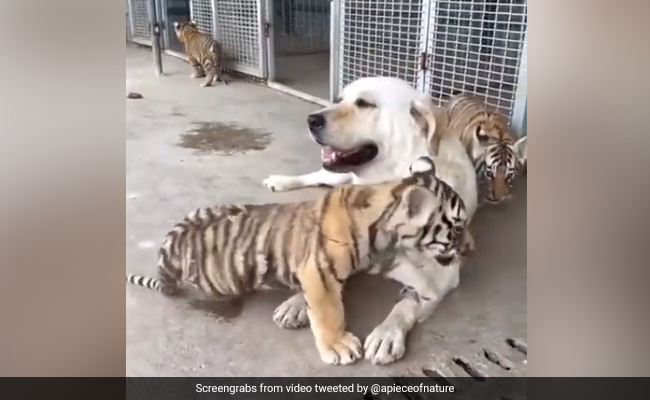 Dog Raising 3 Abandoned Tiger Cubs, Internet Says "Pure Blessings"
