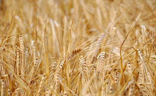 Wheat Exports Ban, "Adds To Growing Food Inflation Risks In Asia": Nomura