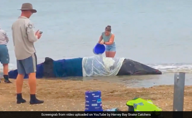 Heartwarming Video Shows Beachgoers Rescuing Stranded Dwarf Minke Whale In Australia