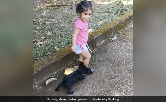 क्यूट सी बच्ची से 'लॉलीपॉप' छीनने के लिए Puppy ने लगाया गजब का जुगाड़, Video देख रोक नहीं पाएंगे हंसी