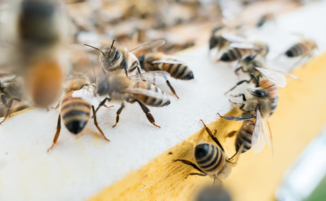 53-Year-Old Landscaper Killed By Giant Swarm Of Bees While Suspended From Tree
