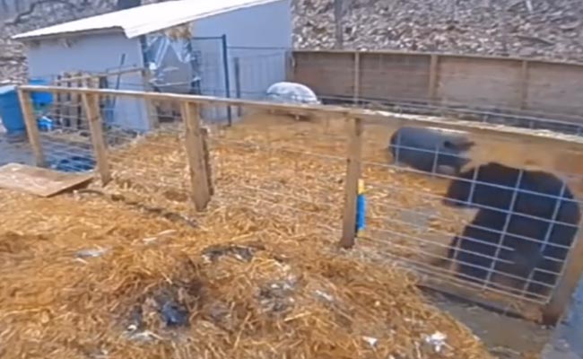 भालू और सूअर की लड़ाई देख आपकी भी निकल जाएगी हंसी, देखें हंसा देना वाला वायरल वीडियो