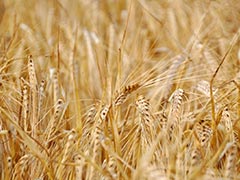 Wheat Exports Ban, "Adds To Growing Food Inflation Risks In Asia": Nomura