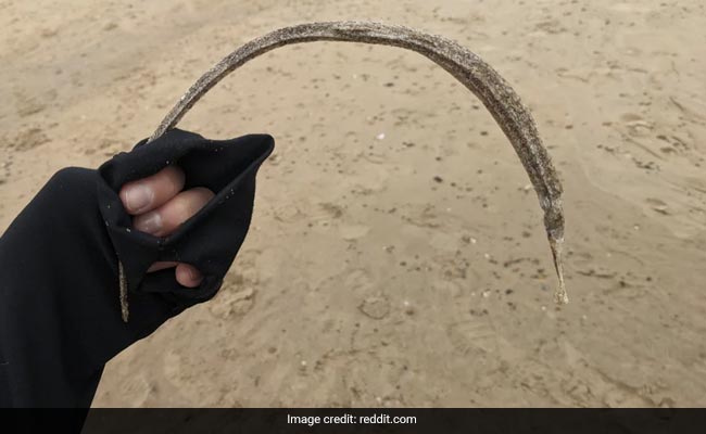 Mysterious Sea Creature Dubbed "Forbidden Churro" Baffles Internet