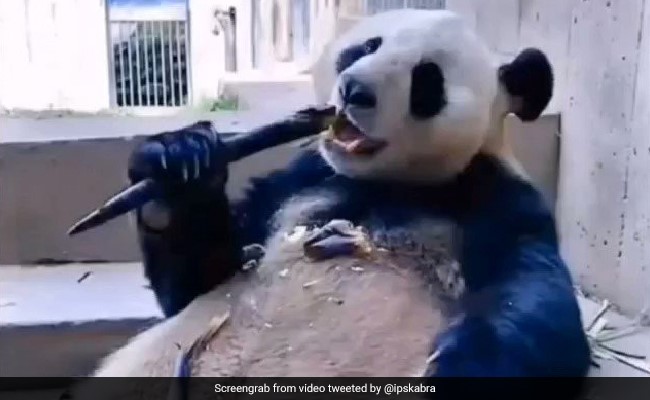 पांडा मजे से गन्ने का स्वाद ले रहा था, IPS अधिकारी ने कहा- बचपन में हम भी ऐसे चुराकर खाते थे