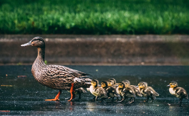 UK Man Surrenders To Police Over Duckling Hit-And-Run Incident