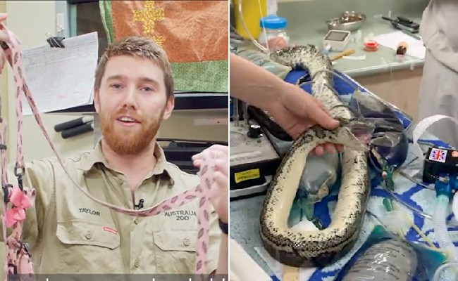 कुत्ते का पट्टा निगल कर मुश्किल में पड़ी अजगर की जान, वीडियो देख हो जाएंगे हैरान