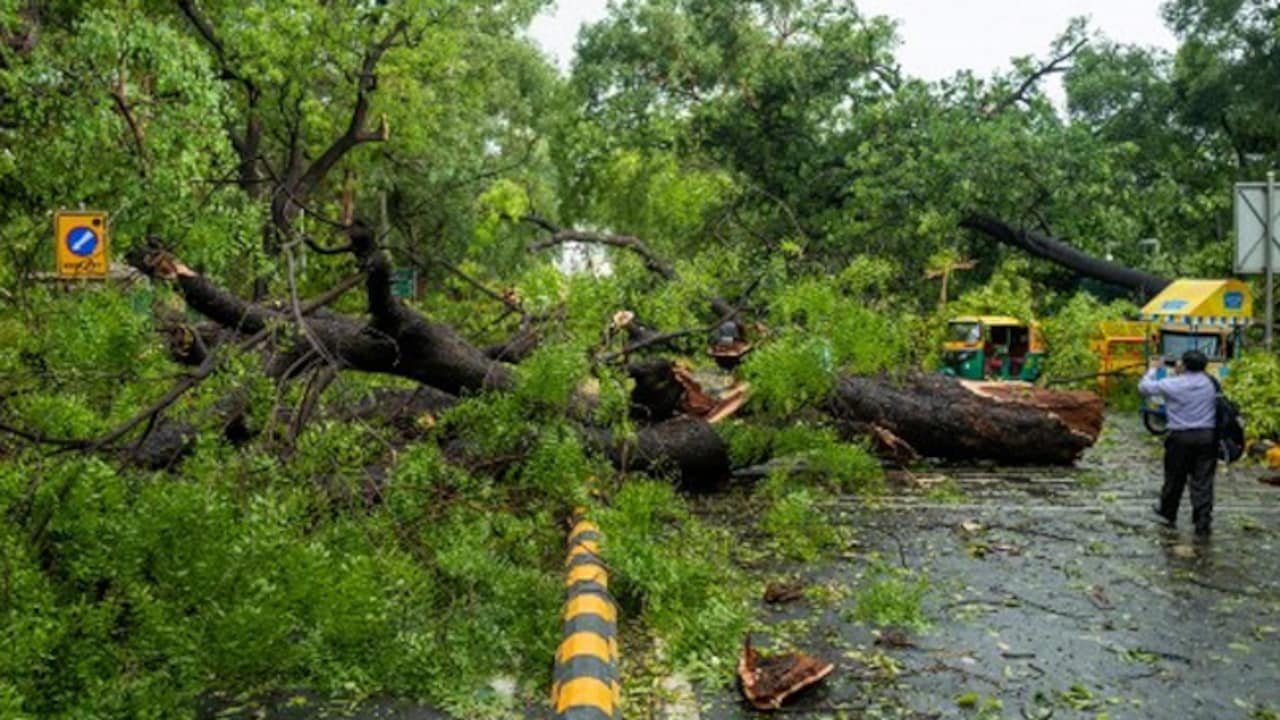 Misssing Census, Poor Maintenance: Experts Flag Factors Behind Delhi Tree Falls
