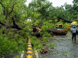 Missing Census, Poor Maintenance: Experts On Factors Behind Delhi Tree Falls