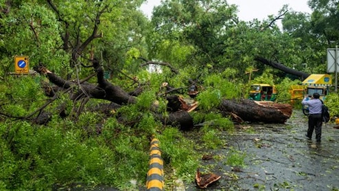 Missing Census, Poor Maintenance: Experts On Factors Behind Delhi Tree Falls