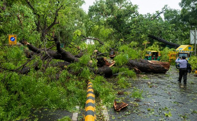 Nobody Cares For Delhi": Court Pulls Up Officials After 400 Trees Die in south extension