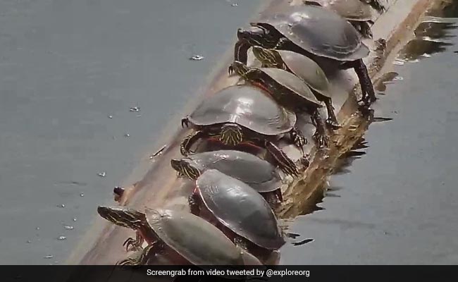 पानी में कछुओं का ये वीडियो देख आप कहेंगे- ताकतवर की ही हो हमेशा जीत ऐसा नहीं जरूरी