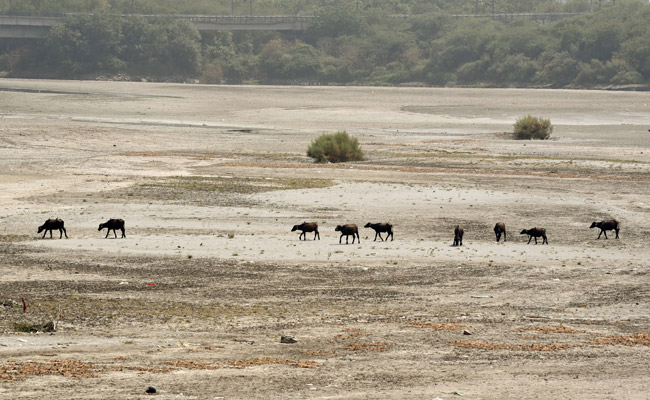 Delhi Stares At Severe Water Crisis, Sends SOS To Haryana As Yamuna Dries