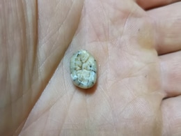 धरती पर रहती थी इंसानों जैसी ही दूसरी प्रजातियां, गुफा में मिला 1,30,000 साल पुराना बच्चे का दांत, जानिए क्या कहती है रिसर्च धरती पर रहती थी इंसानों जैसी ही दूसरी प्रजातियां, गुफा में मिला 1,30,000 साल पुराना बच्चे का दांत, जानिए क्या कहती है रिसर्च