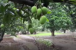 Mango Farmers Bear Losses Due To Rain, Thunderstorm In Meerut Mango Farmers Bear Losses Due To Rain, Thunderstorm In Meerut