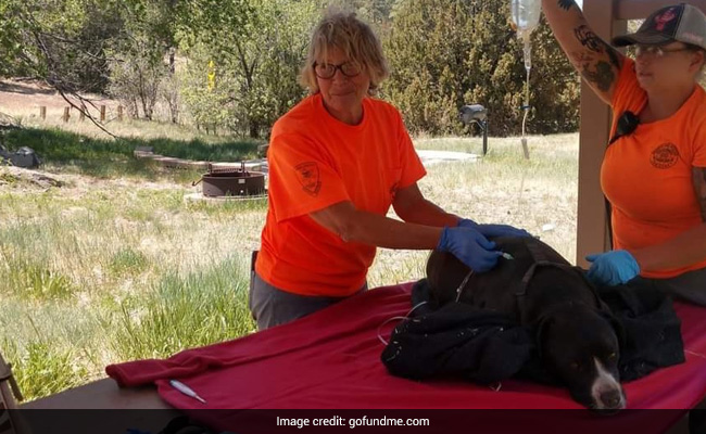 Lost During Hiking Expedition, Dog Stays With Dead Owner For Six Days