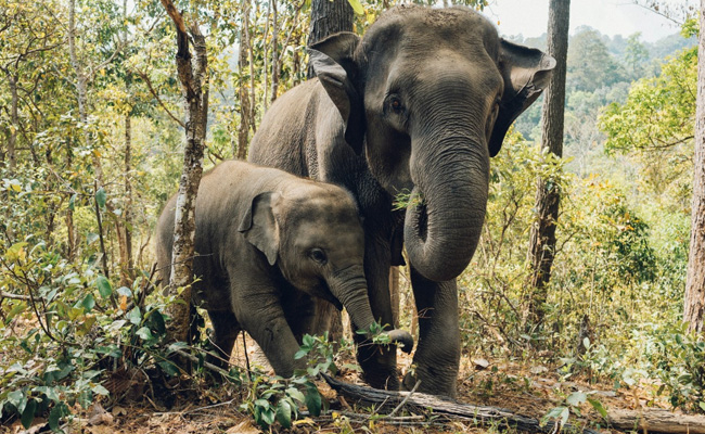 Train Drivers Pull Brake In Time To Save Elephants' Herd Crossing Tracks