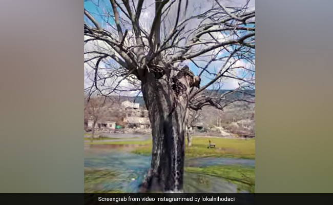 Water Flows Out Of Mulberry Tree In Europe, Internet Baffled