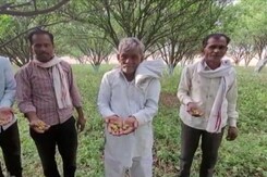 Heatwave Damages Famous Nagpur Oranges Crop Heatwave Damages Famous Nagpur Oranges Crop