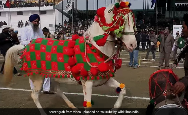 पंजाबी गाने पर घोड़ी ने किया ऐसा डांस की देखती रह गई बारात, लोग बोले- बॉलीवुड में होती तो हिरोइन बन जाती