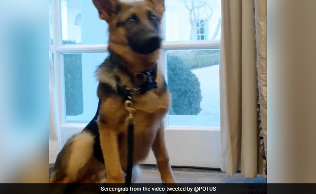 Viral Video: Joe Biden's Dog Commander Enjoys Exploring The White House