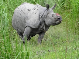 Rhino Found Bleeding In Assam After Suspected Poachers Cut Off Horn Rhino Found Bleeding In Assam After Suspected Poachers Cut Off Horn