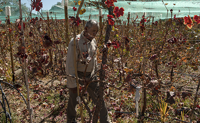 "Quite Unexpected": Growing Grapes In The World's Driest Desert
