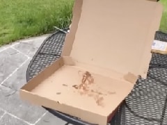 Wait, What? Bird Flies Away With Woman's Pizza; Leaves Internet In Splits Wait, What? Bird Flies Away With Woman's Pizza; Leaves Internet In Splits