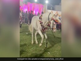 शादी के दौरान घोड़े ने की जबर्दस्त डांस, वीडियो देख कहिएगा- वाह क्या बात है? शादी के दौरान घोड़े ने की जबर्दस्त डांस, वीडियो देख कहिएगा- वाह क्या बात है?