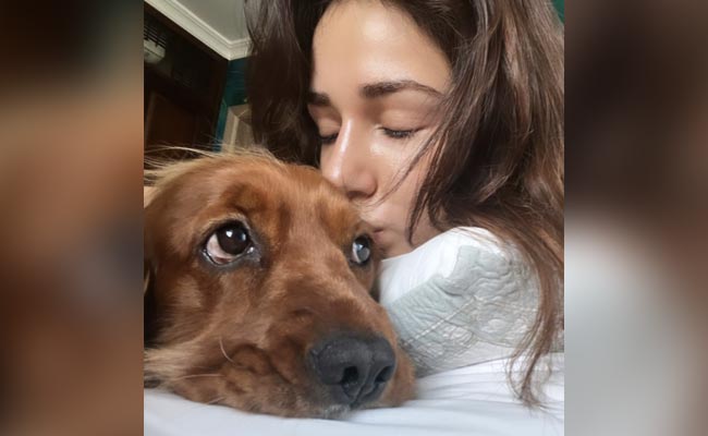 Disha Patani Enjoys The Day With Her Pet Dogs Bella And Goku. See Cute Pics