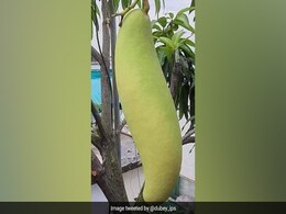 ये कौन सा फल है?  IPS अधिकारी के इस सवाल पर क्या है आपका जवाब? ये कौन सा फल है?  IPS अधिकारी के इस सवाल पर क्या है आपका जवाब?