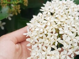 Gardening Tips for Mogra: मोगरे के पौधे में फूल आना हो गया है कम, घर में बेकार पड़ी इस चीज को डालें Gardening Tips for Mogra: मोगरे के पौधे में फूल आना हो गया है कम, घर में बेकार पड़ी इस चीज को डालें